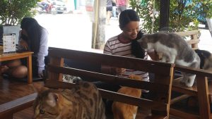 国際結婚　タイ　お見合い結婚